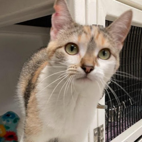 Maple, an adoptable Domestic Short Hair in Milford, IA, 51351 | Photo Image 2