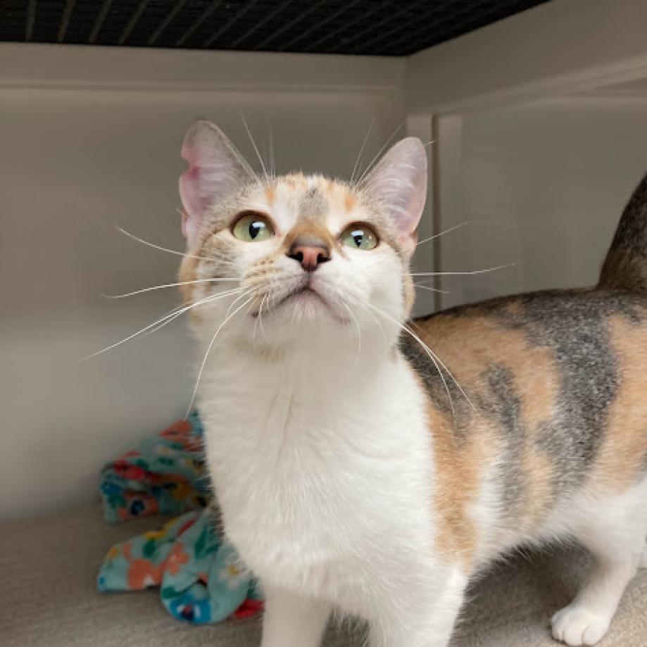 Maple, an adoptable Domestic Short Hair in Milford, IA, 51351 | Photo Image 2