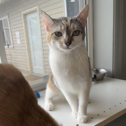 Maple, an adoptable Domestic Short Hair in Milford, IA, 51351 | Photo Image 3