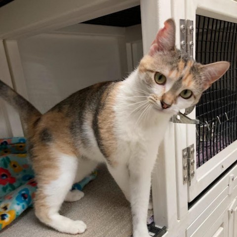 Maple, an adoptable Domestic Short Hair in Milford, IA, 51351 | Photo Image 5