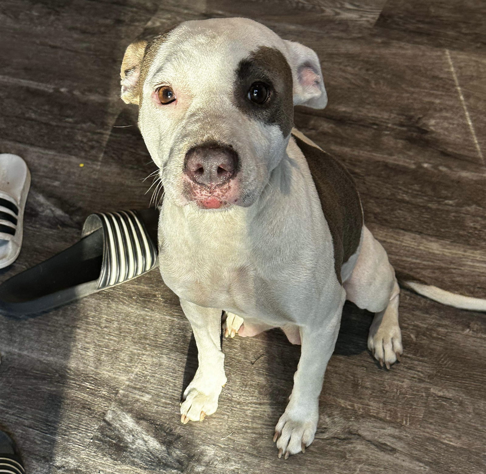 Mayli, an adoptable American Bulldog in Grand Bay, AL, 36541 | Photo Image 1