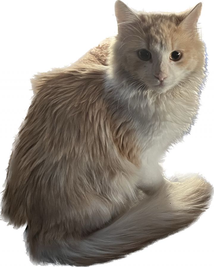 Norwegian Forest Cat Kittens and Cats in Phoenix, AZ - Buy or