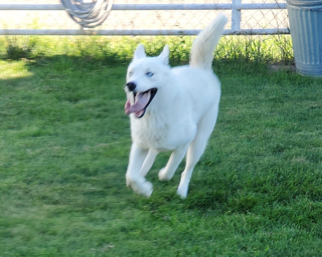 Goose, an adoptable Husky in Nucla, CO, 81424 | Photo Image 2