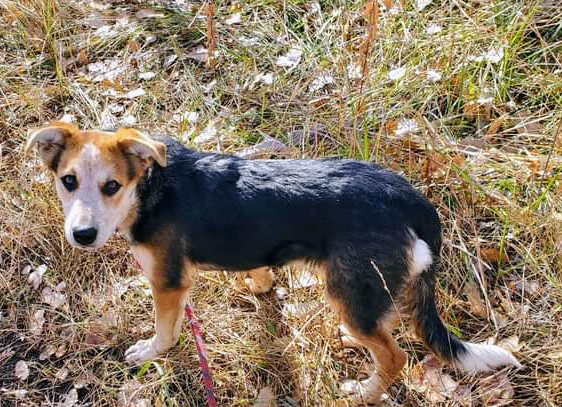 Maggie, an adoptable Australian Shepherd, Cattle Dog in Nucla, CO, 81424 | Photo Image 2