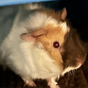 Gizmo, Adult Male unknown