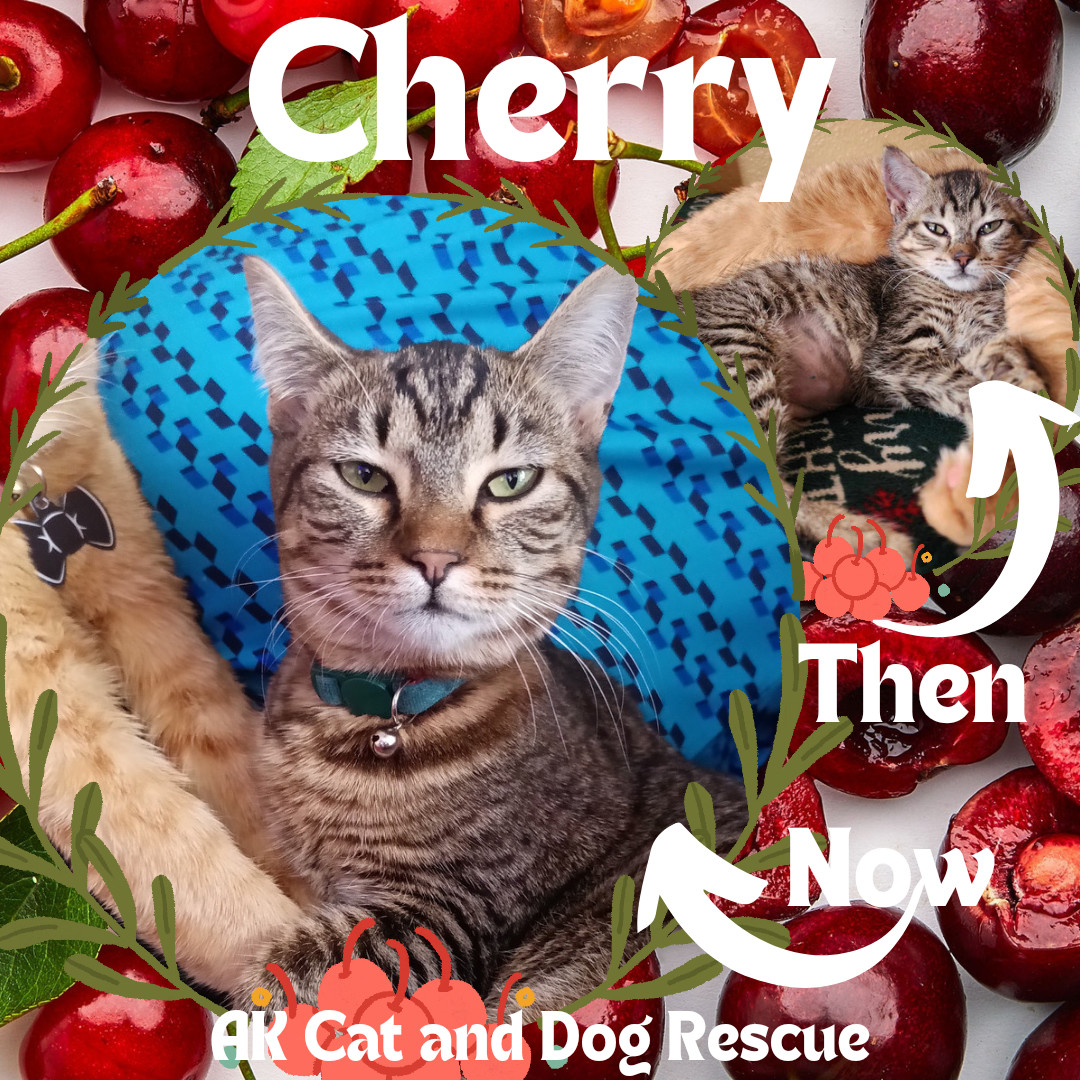 Cherry, an adoptable Domestic Medium Hair in Wasilla, AK, 99654 | Photo Image 1