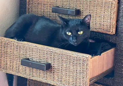 Bean, an adoptable Domestic Short Hair in Scottsdale, AZ, 85251 | Photo Image 1