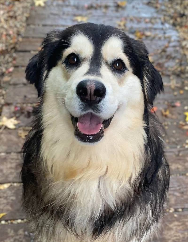 Dog for adoption Lilith (Berkeley), a Siberian Husky Mix in Matawan