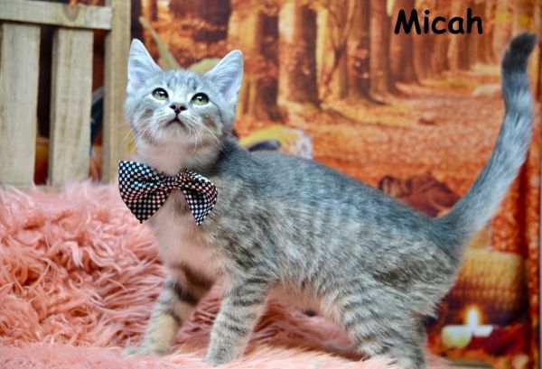 Micah