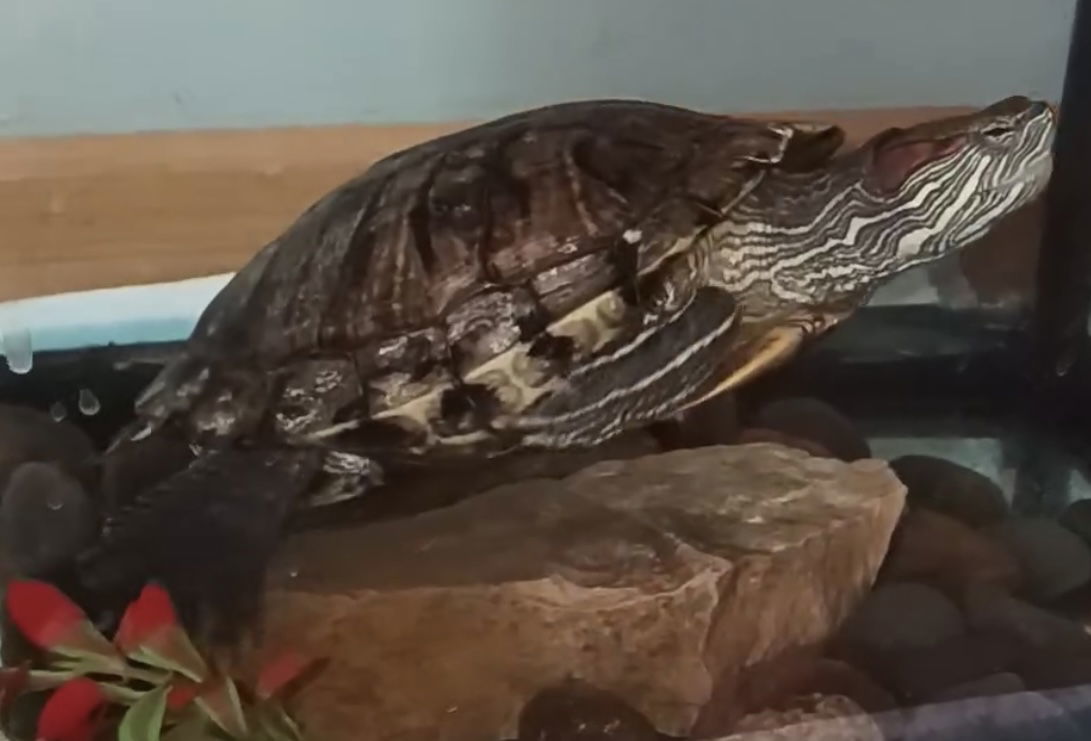 Big Mama