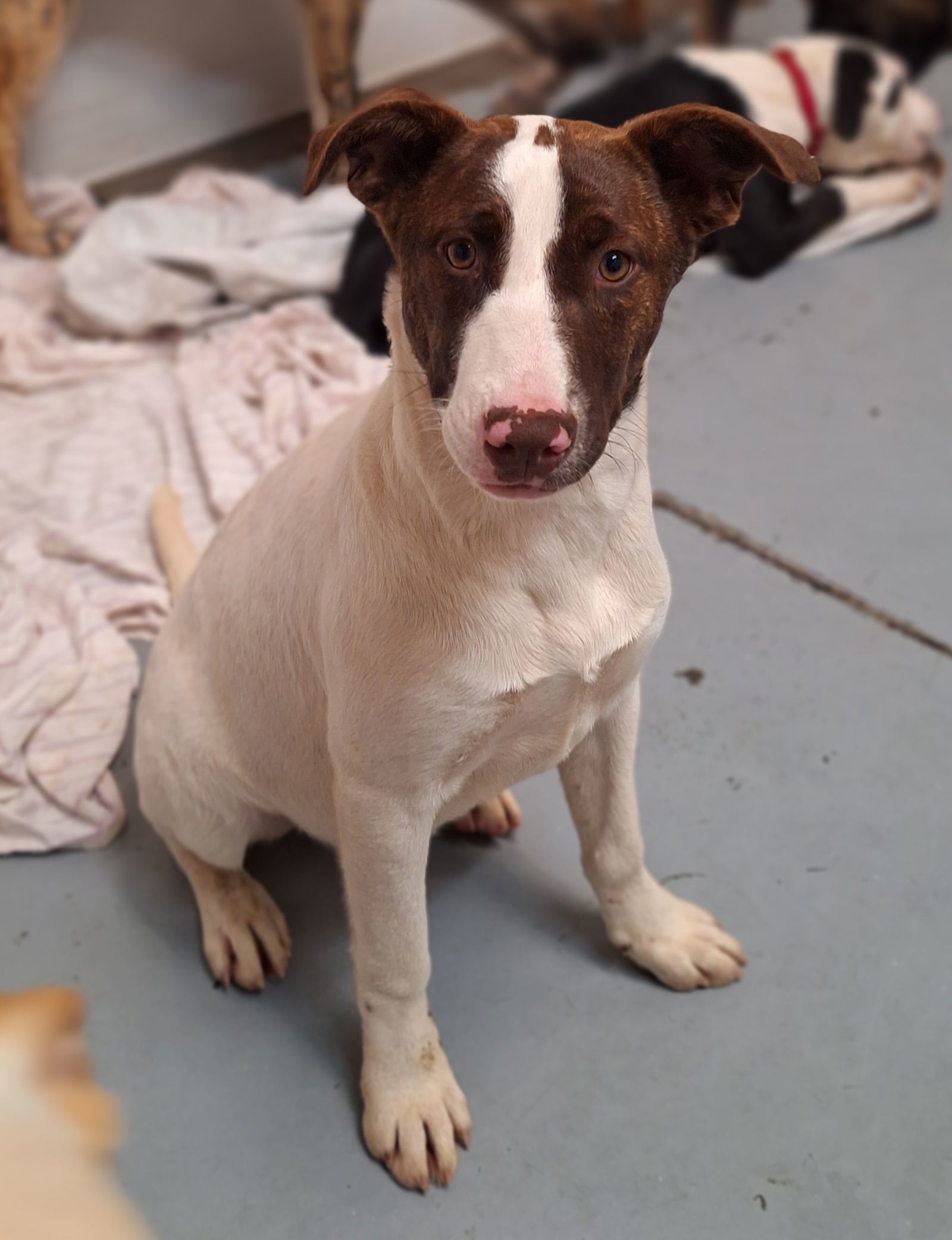 LOLA BUNNY, an adoptable Pointer in Chico, CA, 95973 | Photo Image 1