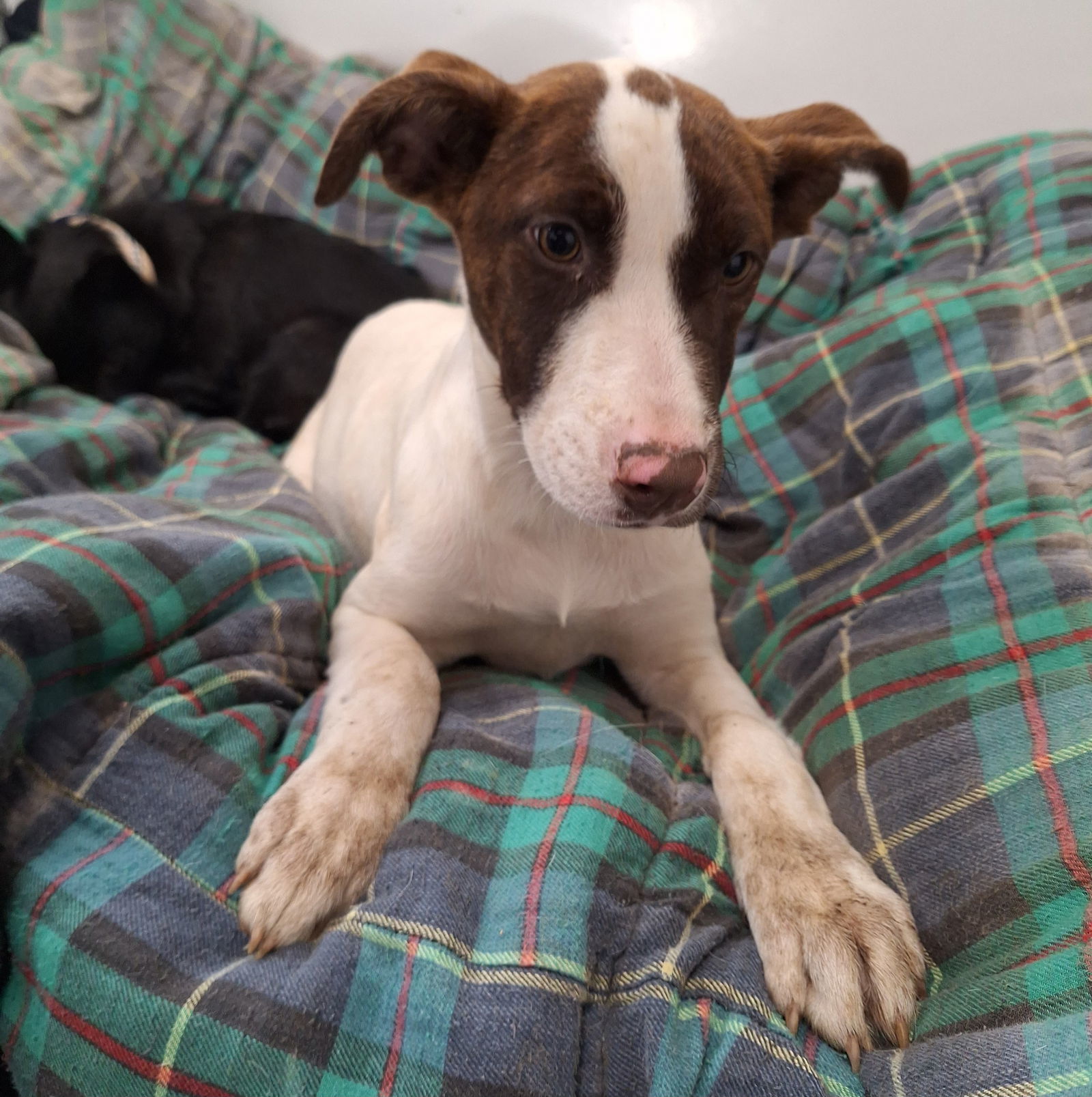 LOLA BUNNY, an adoptable Pointer in Chico, CA, 95973 | Photo Image 2