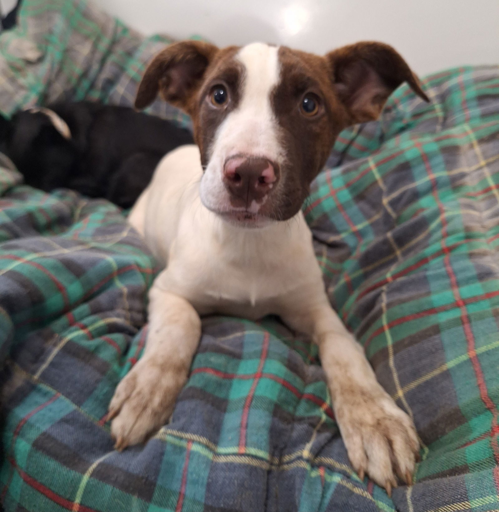 LOLA BUNNY, an adoptable Pointer in Chico, CA, 95973 | Photo Image 3