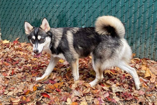 Pomsky petfinder sales