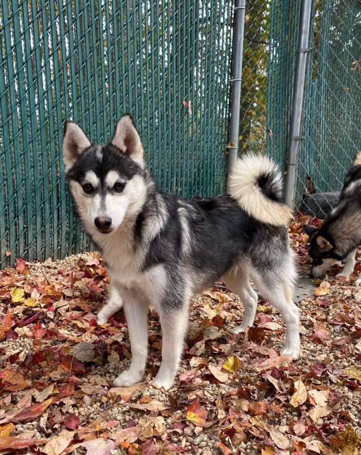 Pomsky discount rescue dogs