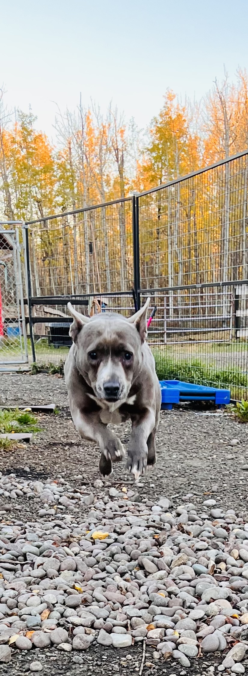 Lexi, an adoptable Pit Bull Terrier, Akita in Edmonton, AB, T5B 2B7 | Photo Image 1