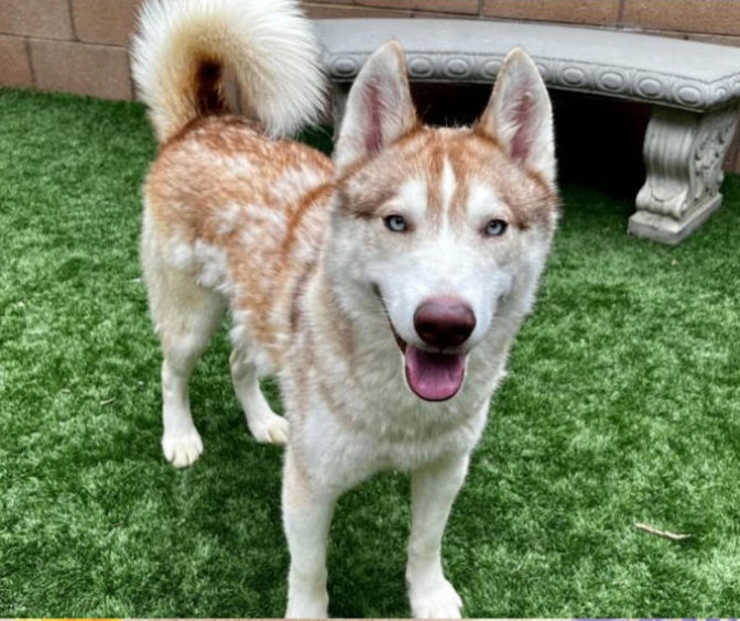 Wanted store siberian husky