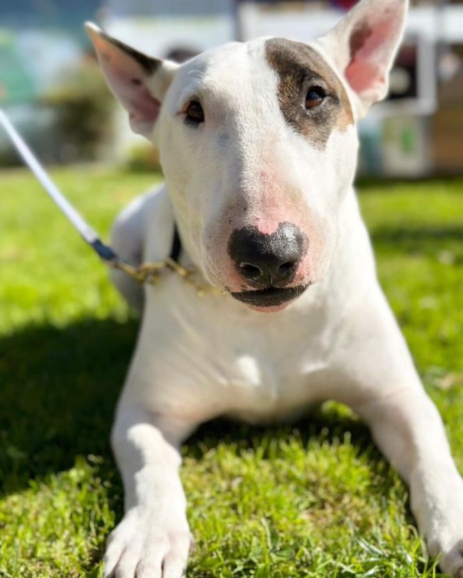 Bull terrier store rescue northern california