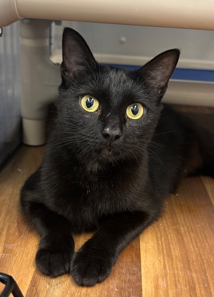 9/10 - Momma Sonic, an adoptable Manx in Stillwater, OK, 74074 | Photo Image 1