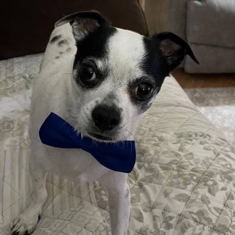 Bugsy Malone, an adoptable Chihuahua, Dachshund in Hudson, IL, 61748 | Photo Image 1