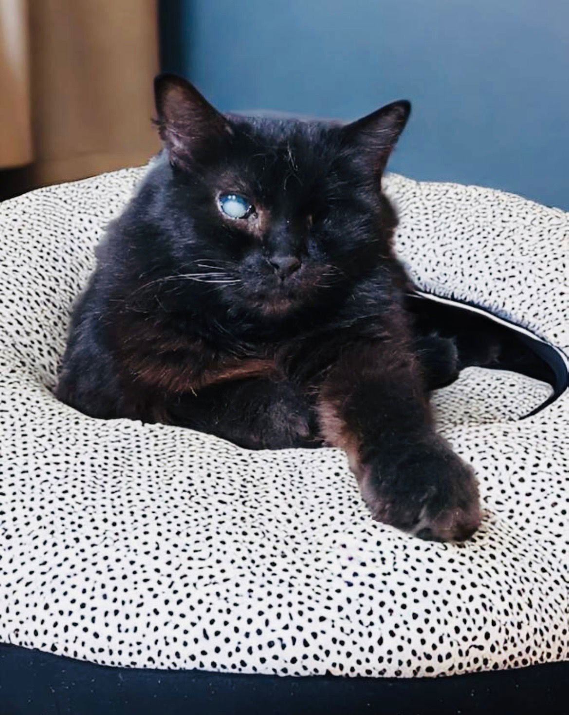 Benson (adult), an adoptable Domestic Long Hair in Chandler, AZ, 85244 | Photo Image 1