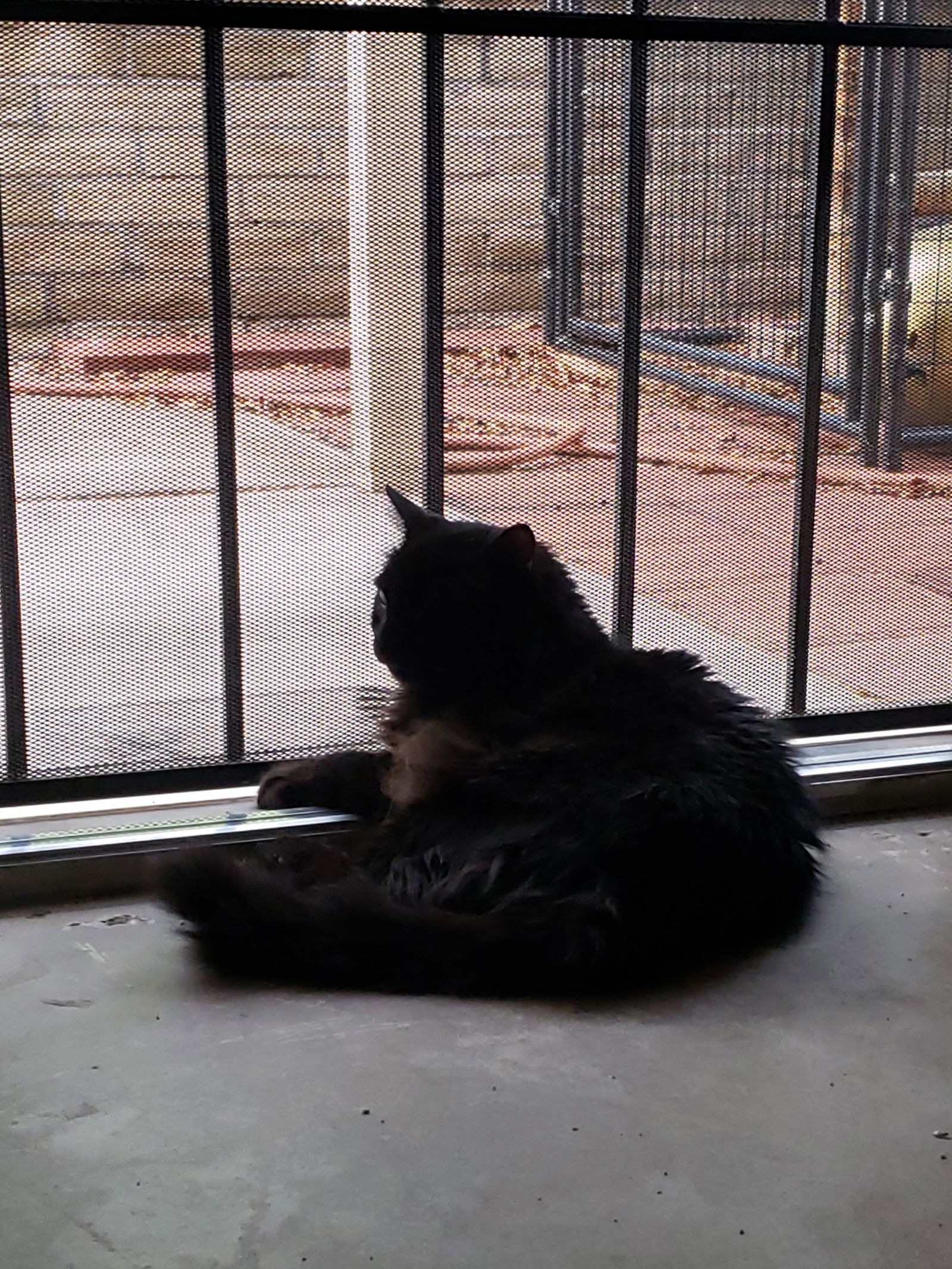 Benson (adult), an adoptable Domestic Long Hair in Chandler, AZ, 85244 | Photo Image 3