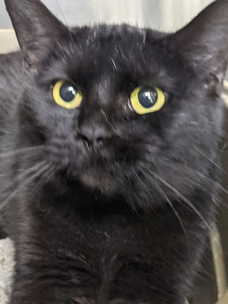 FRANNIE