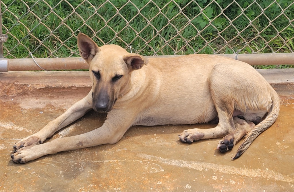 Mowgli, an adoptable Affenpinscher in Mangilao, GU, 96923 | Photo Image 2