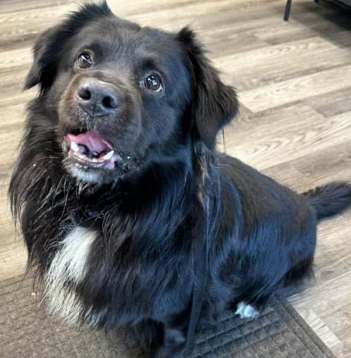 Flat coated retriever aussie clearance mix