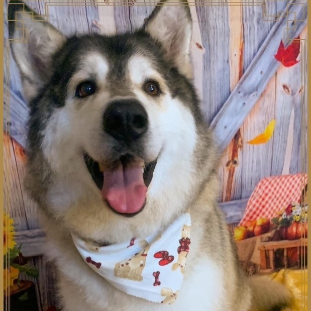 King malamute best sale