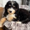 Bernie the Bernedoodle 