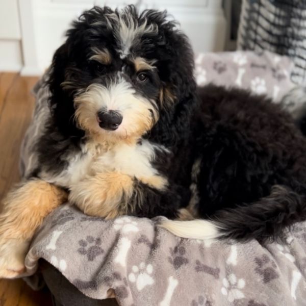 Bernie the Bernedoodle 