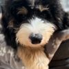 Bernie the Bernedoodle 