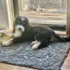 Bernie the Bernedoodle 