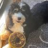 Bernie the Bernedoodle 