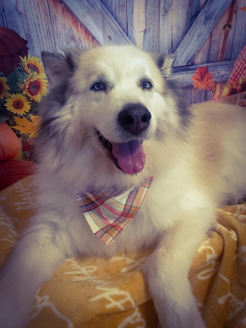 Siberian husky and store great pyrenees mix