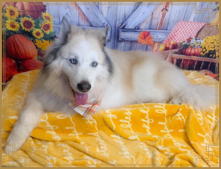 Great pyrenees sale siberian husky mix