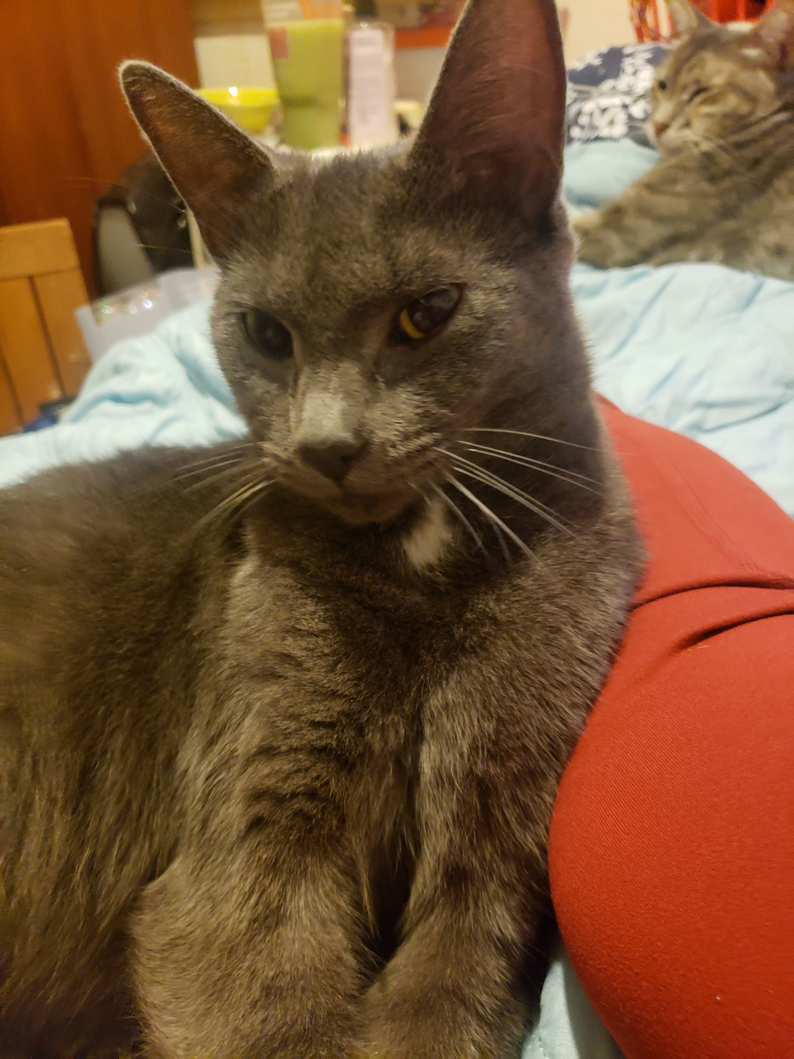 Pebbles, an adoptable Russian Blue, Korat in Walnut Creek, CA, 94596 | Photo Image 1