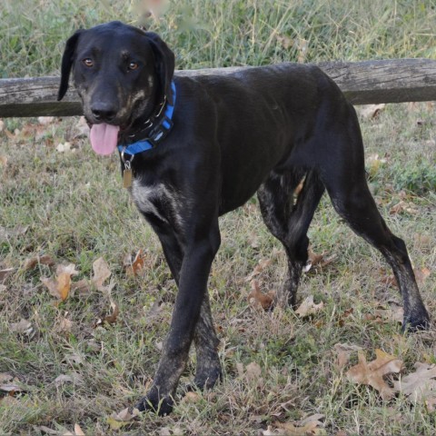 James Brown, an adoptable Labrador Retriever in Wadena, MN, 56482 | Photo Image 1