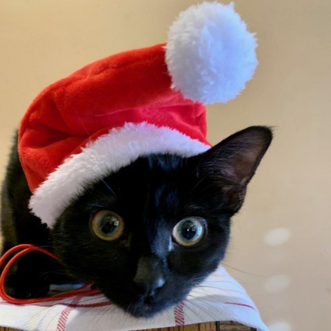 Radar, an adoptable Domestic Medium Hair in Grand Junction, CO, 81502 | Photo Image 1