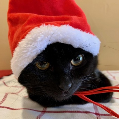 Radar, an adoptable Domestic Medium Hair in Grand Junction, CO, 81502 | Photo Image 3