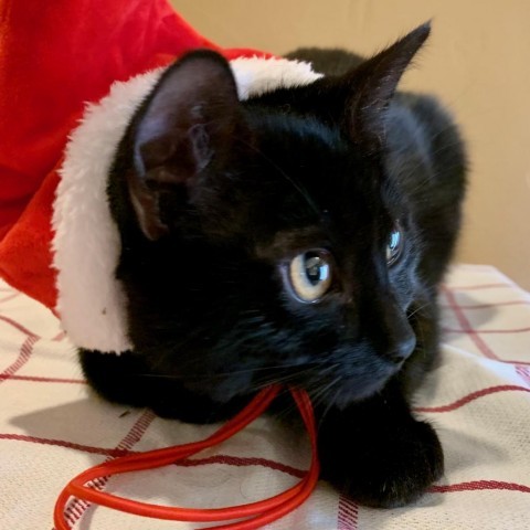 Radar, an adoptable Domestic Medium Hair in Grand Junction, CO, 81502 | Photo Image 4