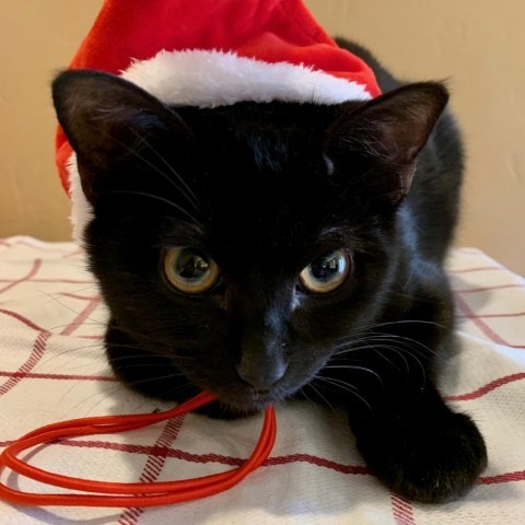 Radar, an adoptable Domestic Medium Hair in Grand Junction, CO, 81502 | Photo Image 5