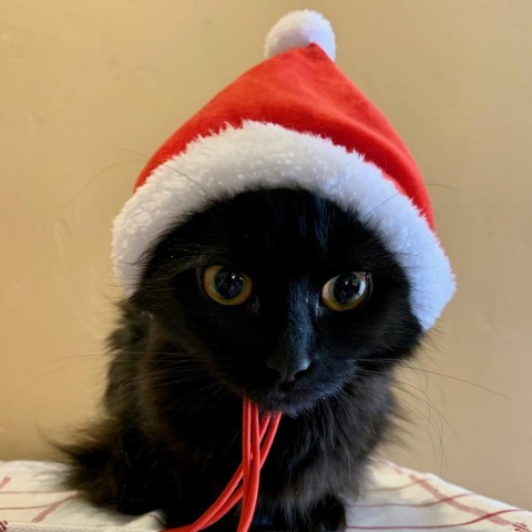 Riley, an adoptable Domestic Medium Hair in Grand Junction, CO, 81502 | Photo Image 1