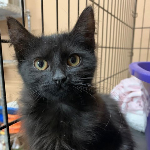 Riley, an adoptable Domestic Medium Hair in Grand Junction, CO, 81502 | Photo Image 2