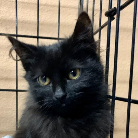 Riley, an adoptable Domestic Medium Hair in Grand Junction, CO, 81502 | Photo Image 4