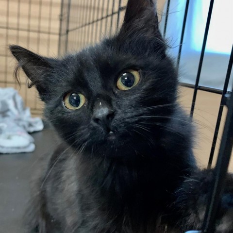 Riley, an adoptable Domestic Medium Hair in Grand Junction, CO, 81502 | Photo Image 5