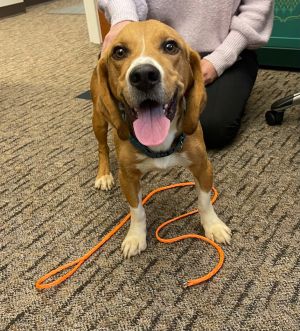 Providence, RI - Dachshund/Beagle. Meet Alaric KL in MS a Pet for Adoption  - AdoptaPet.com