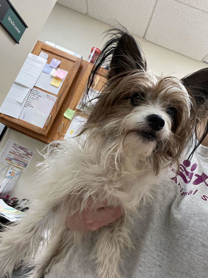 Raggedy Ann, an adoptable Papillon, Mixed Breed in Pekin, IL, 61554 | Photo Image 1