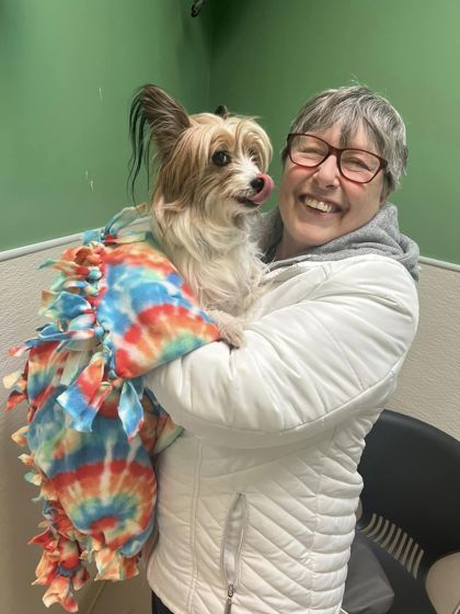 Raggedy Ann, an adoptable Papillon, Mixed Breed in Pekin, IL, 61554 | Photo Image 2